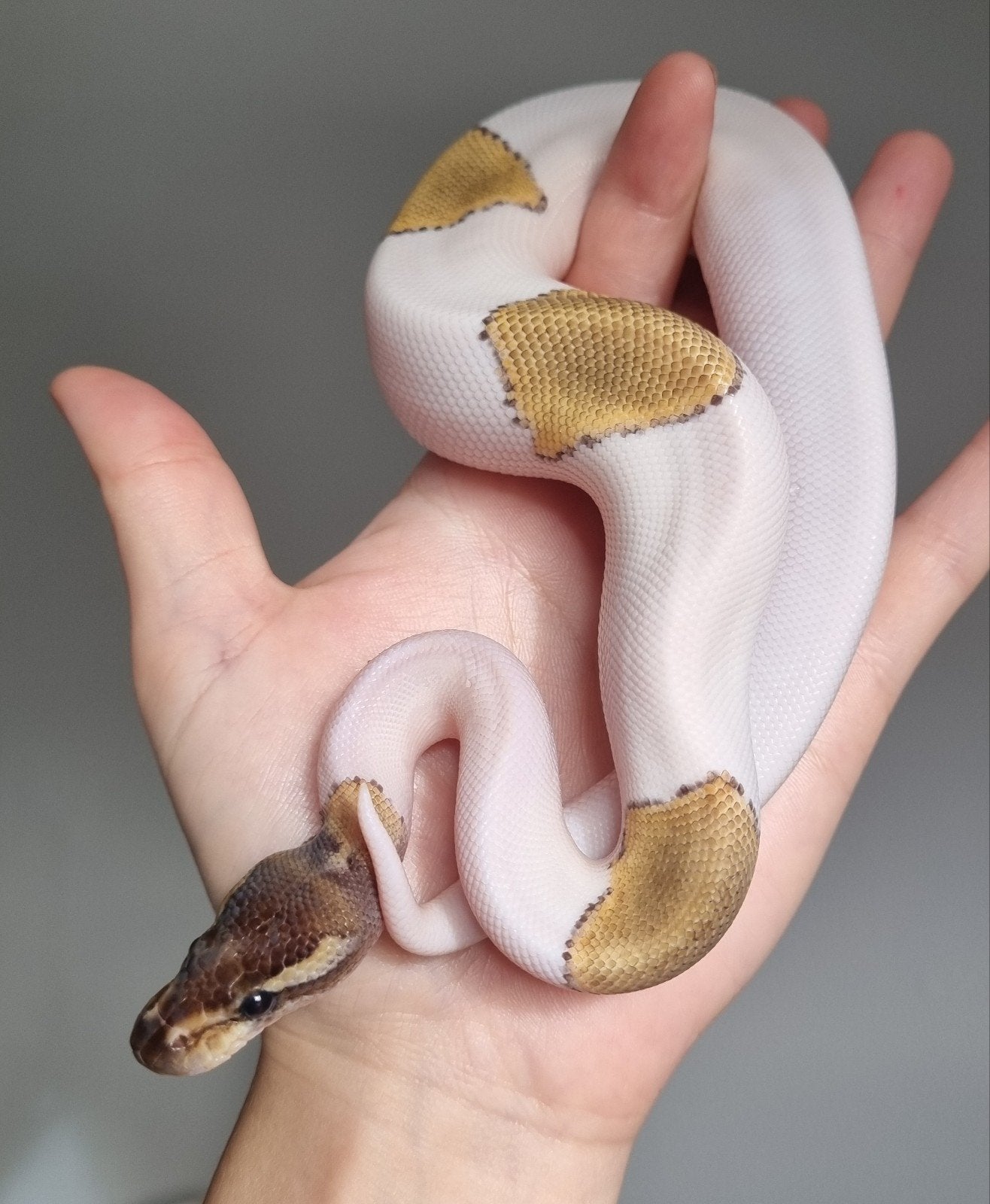 1.0 mojave piebald 66% het lavender albino koningspython, Dieren en Toebehoren, Slang, 0 tot 2 jaar