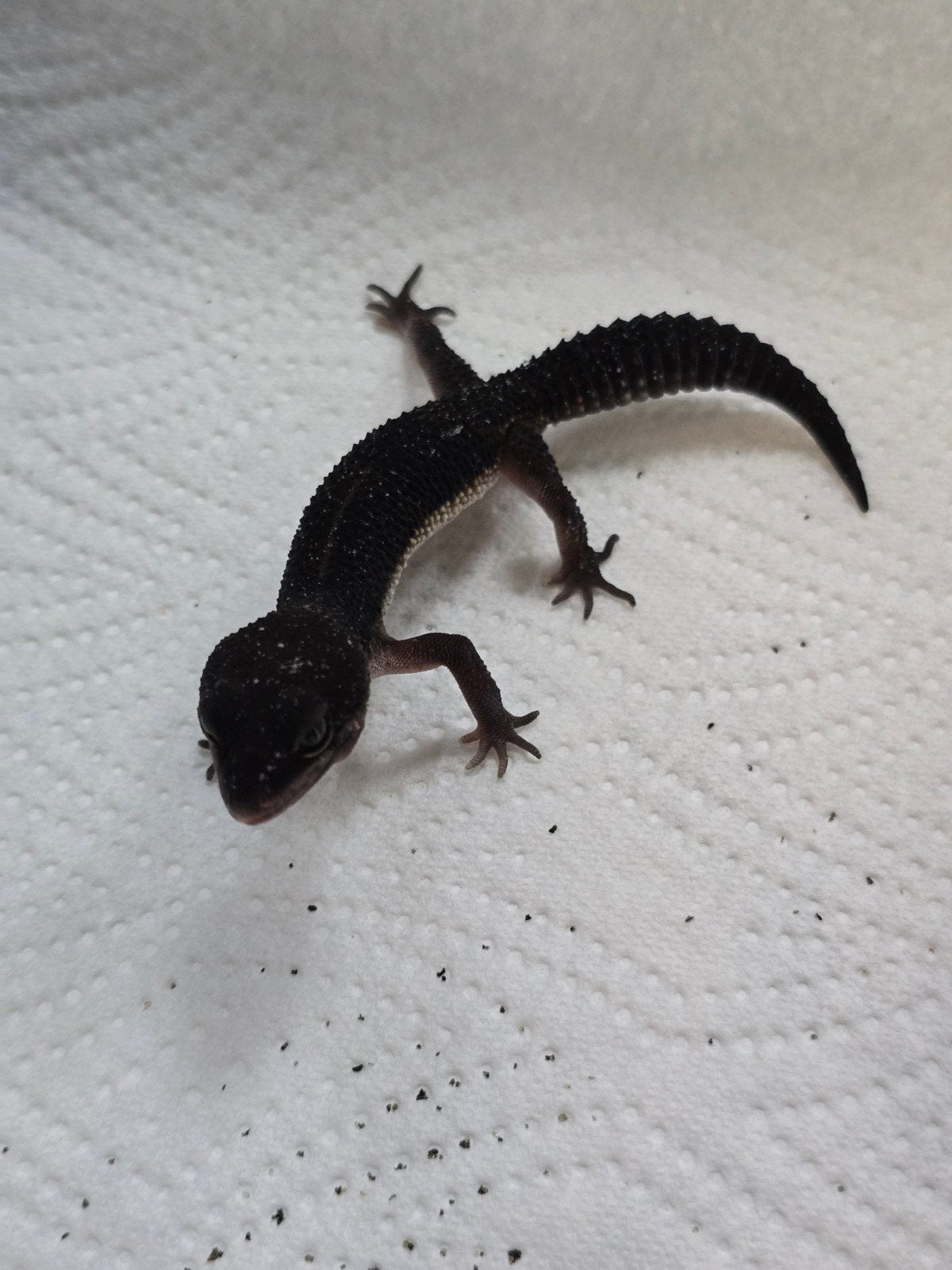 Prachtige pure Black Night luipaardgekko's (Eublepharis macu Leopard Gecko photo 2