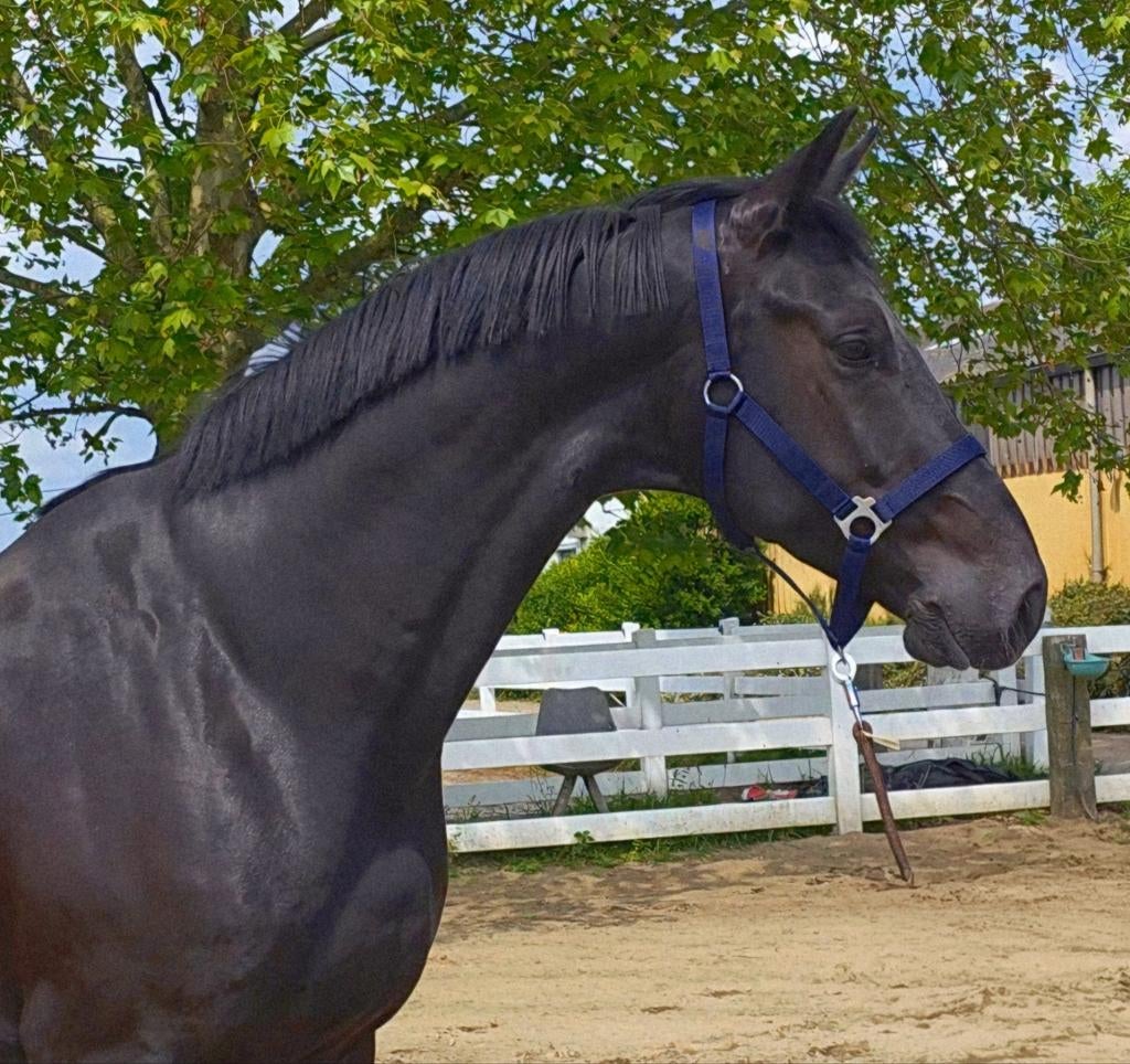 Super gave 5 jr ruin, Met stamboom, Ruin, Dressuurpaard, Zadelmak
