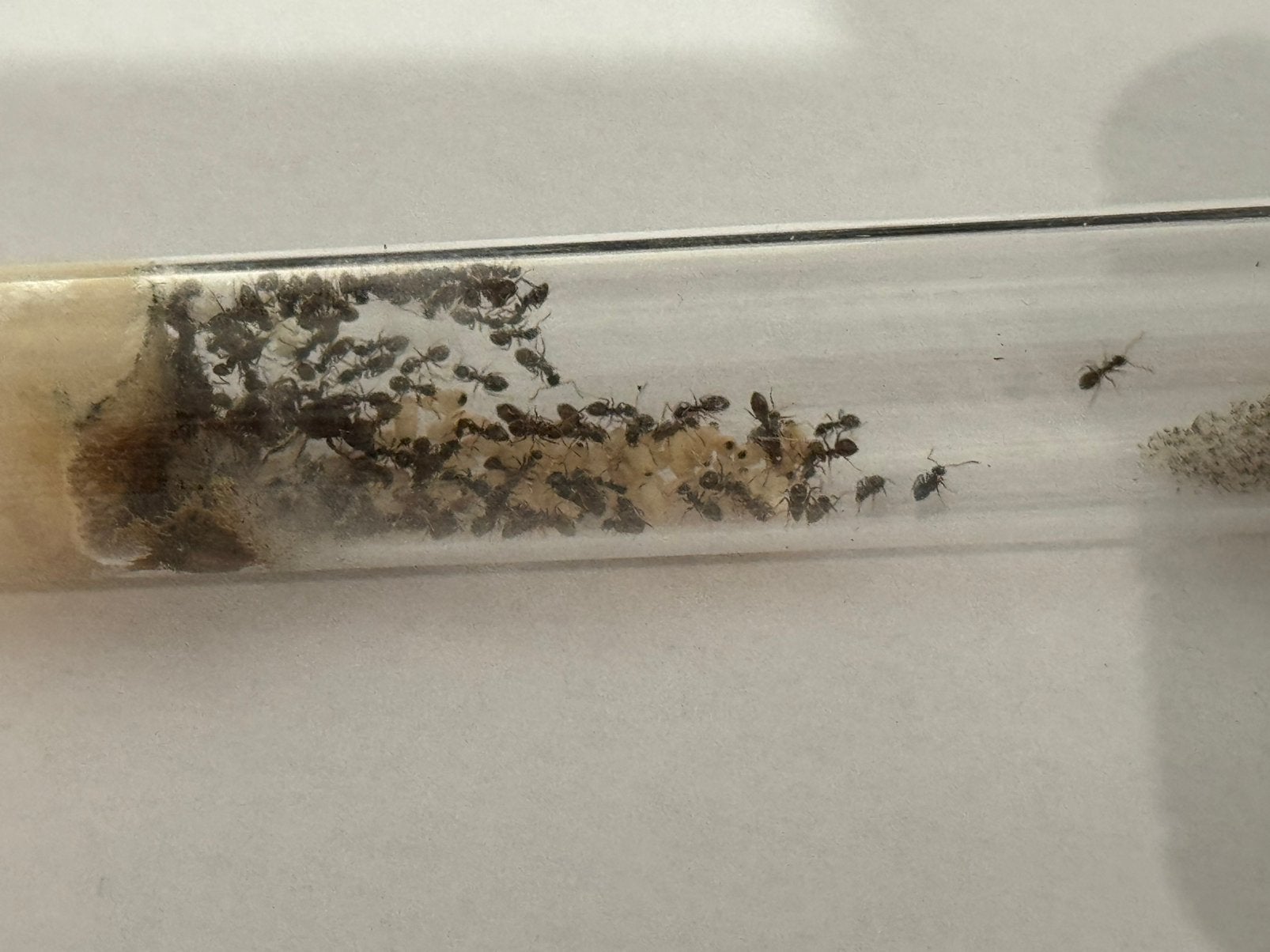 1Q Lasius Niger | +~60 werkers en broed, Mieren
