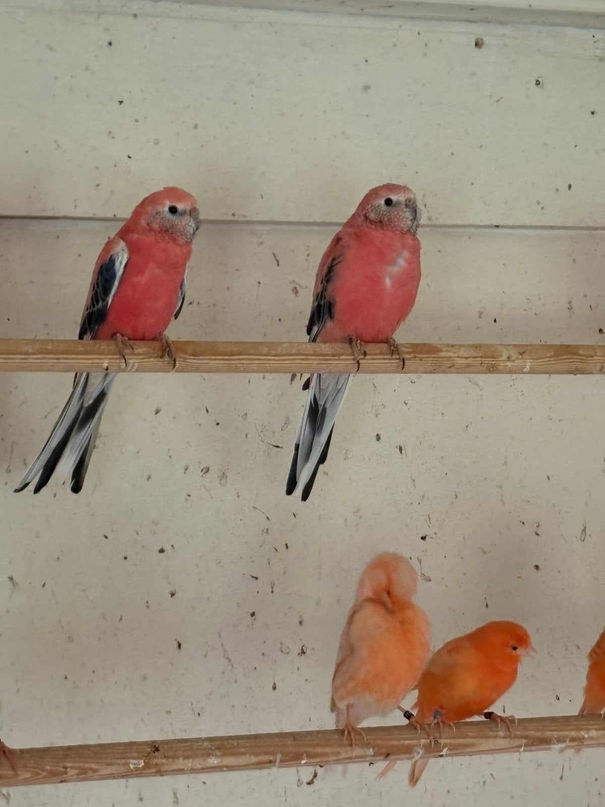 Koppel Bourkeparkieten., Meerdere dieren, Parkiet
