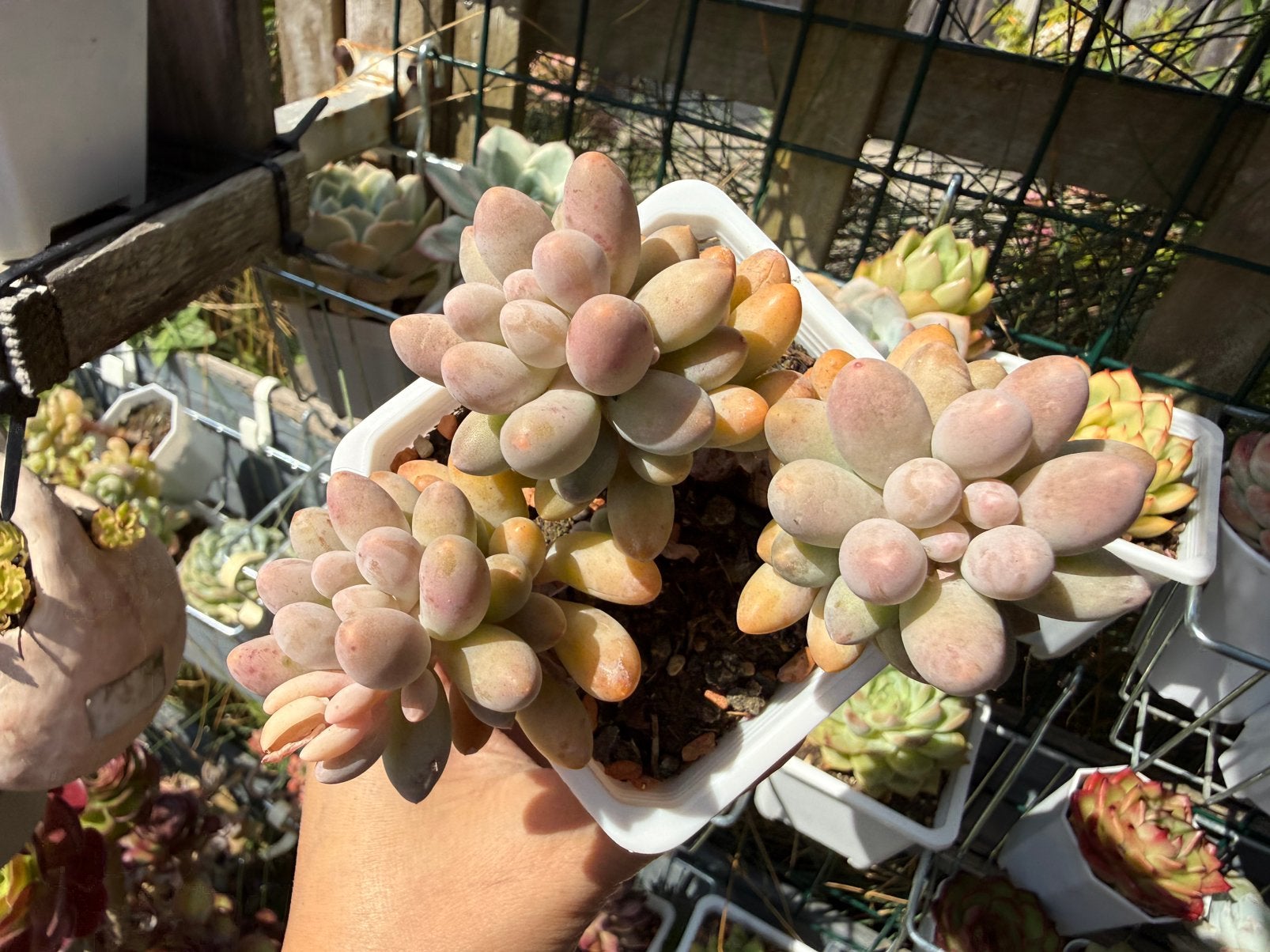 Pachyphytum Baby Finger/pot 9cm/vetplant/succulent, Ophalen of Verzenden, Halfschaduw, Minder dan 100 cm