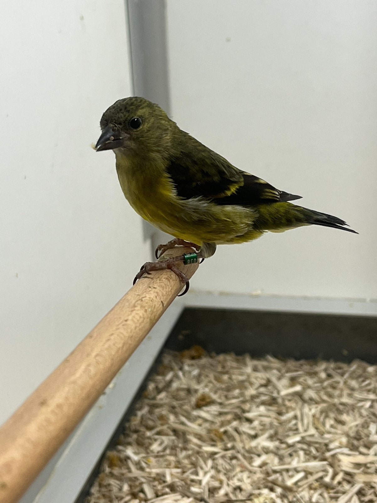0-1 Geelbuiksijs, Meerdere dieren, Wildzangvogel, Geringd