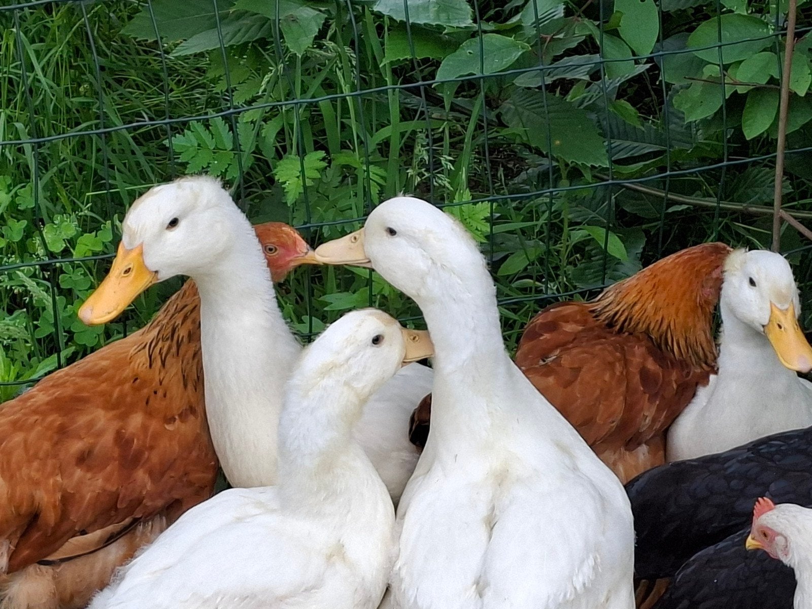 Peking eenden 5stuks 2026, Meerdere dieren, Eend