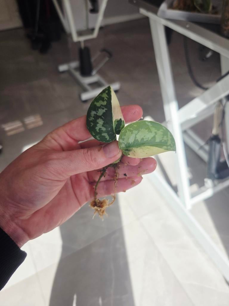 Scindapsus Mayari Variegata - Zeldzame stekken, Ophalen of Verzenden, Overige soorten, Volle zon