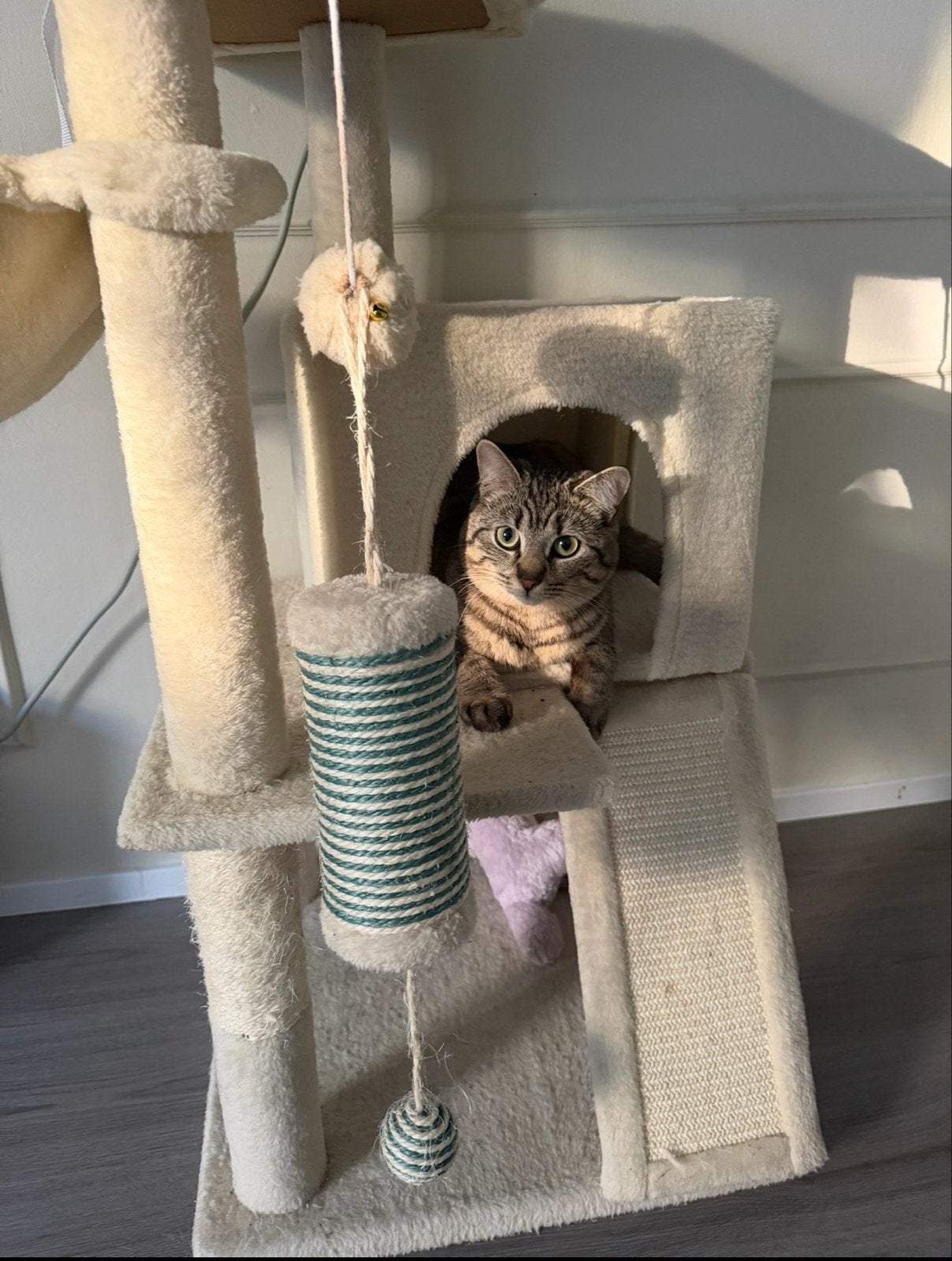 Te koop lieve jonge kater (1 jaar), Kater, Met stamboom, 0 tot 2 jaar