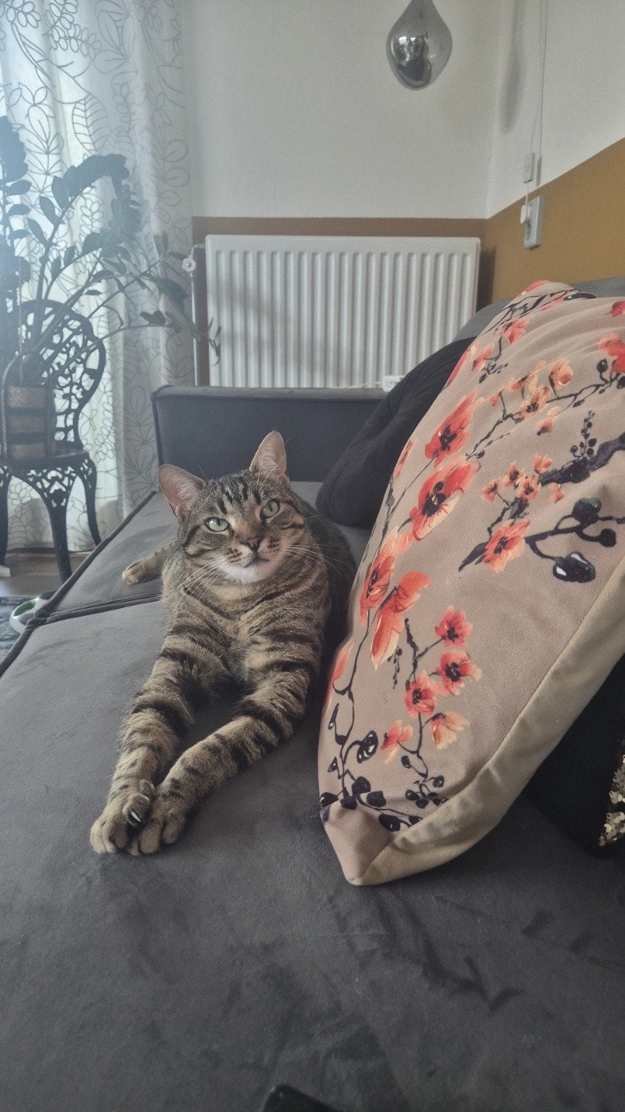 Kater, Dieren en Toebehoren, Kater, Kortharig, 0 tot 2 jaar