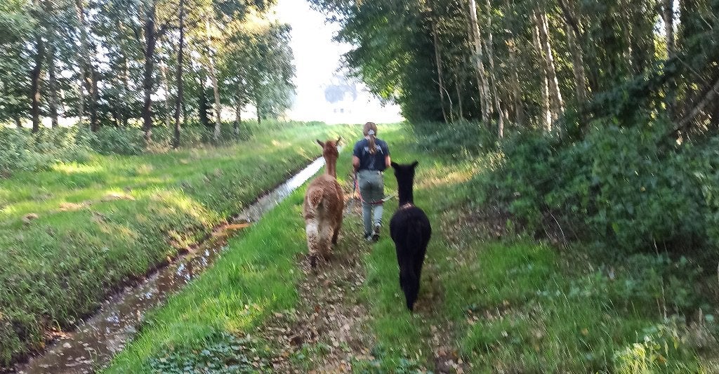 Unieke Alpaca wandeling nergens anders in Nederland!, Eén persoon, Ticket of Toegangskaart