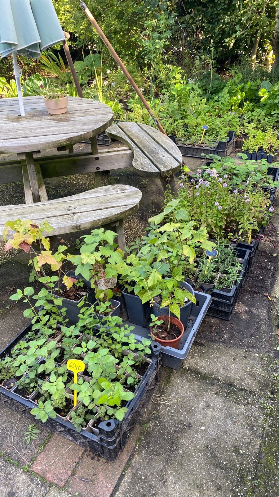 Planten €0,50, Ophalen, Volle zon