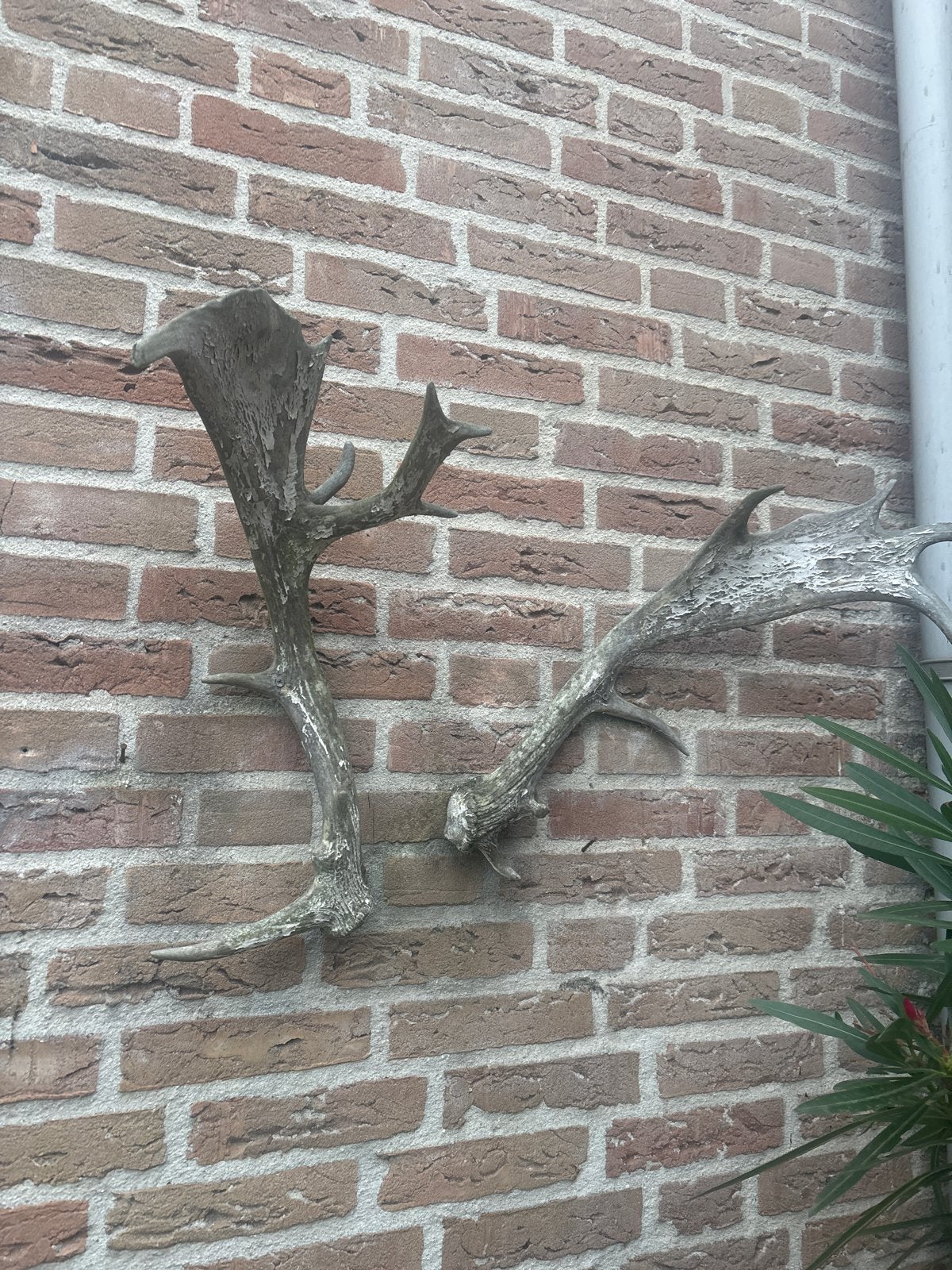 Decoratieve Herten Geweien - Uniek Wanddecoratie, Huis en Inrichting, Gebruikt, Ophalen of Verzenden, Landelijk, Natuurlijk materiaal