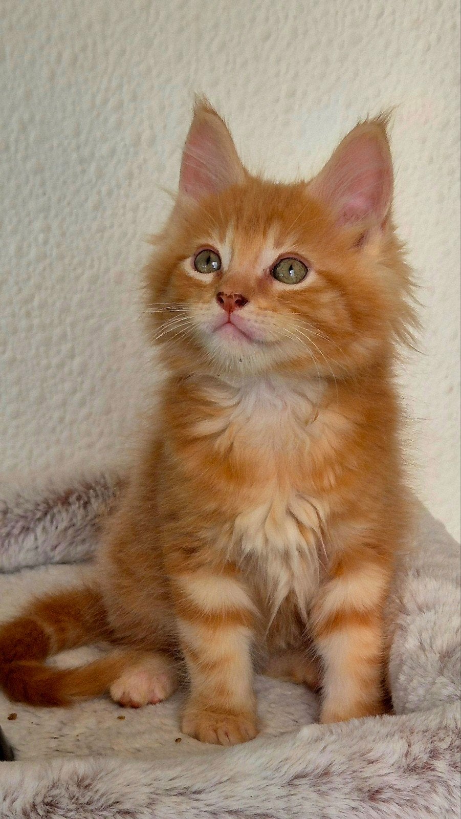 Maine Coon kitten Gevaaccineerd en ontwormt rasecht, Dieren en Toebehoren, Katten en Kittens | Raskatten | Langhaar, Meerdere dieren