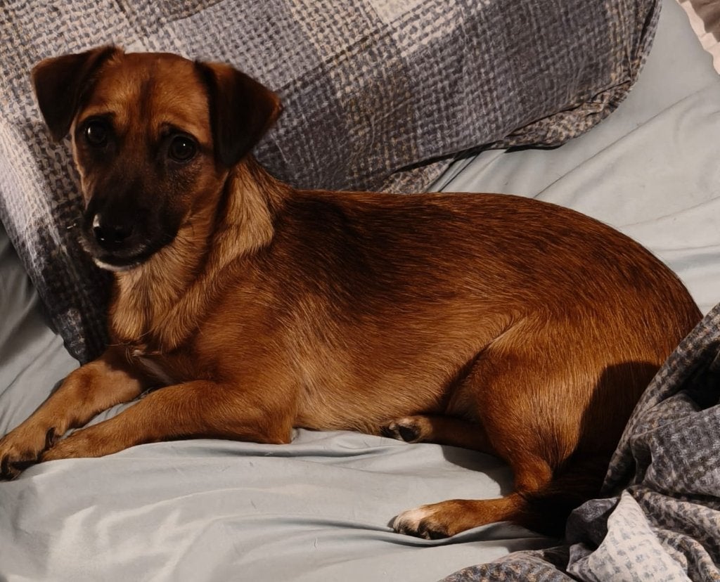 Lieve, speelse en aanhankelijke Riky van 1 jaar wacht op u, Particulier, Reu, 1 tot 2 jaar, Buitenland