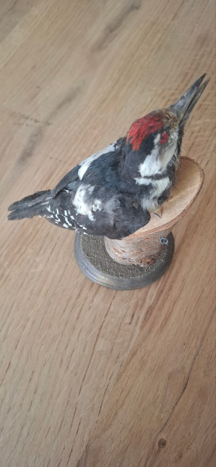 kleine bonte specht, Ophalen, Vogel, Beeldje of Figuurtje