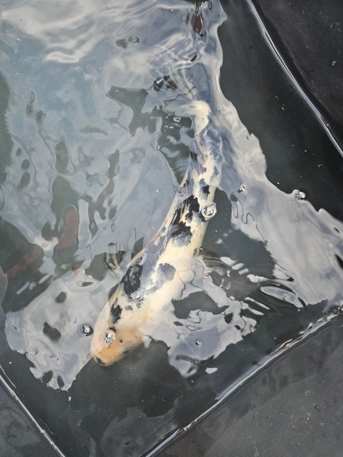Koi karper, Dieren en Toebehoren, Vissen | Vijvervissen, Karper of Koi