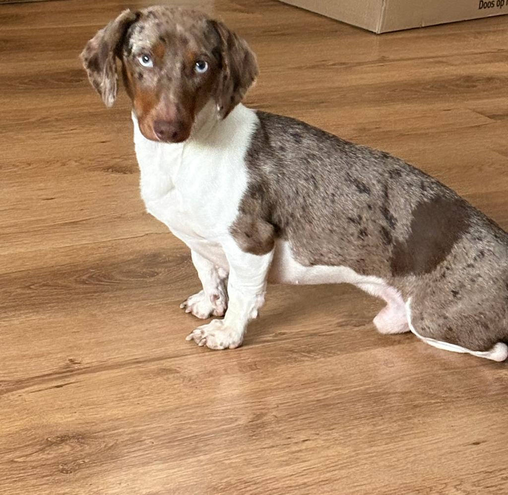 Mini Teckel Django zoekt een nieuw thuis, Dieren en Toebehoren, Honden | Teckels en Dashonden, Reu, 1 tot 2 jaar, Korthaar, Eén hond