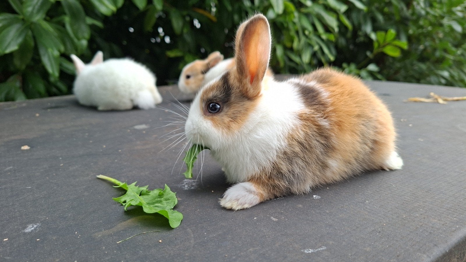 mooie jonge konijnen, Dieren en Toebehoren, Meerdere dieren, Middelgroot, 0 tot 2 jaar