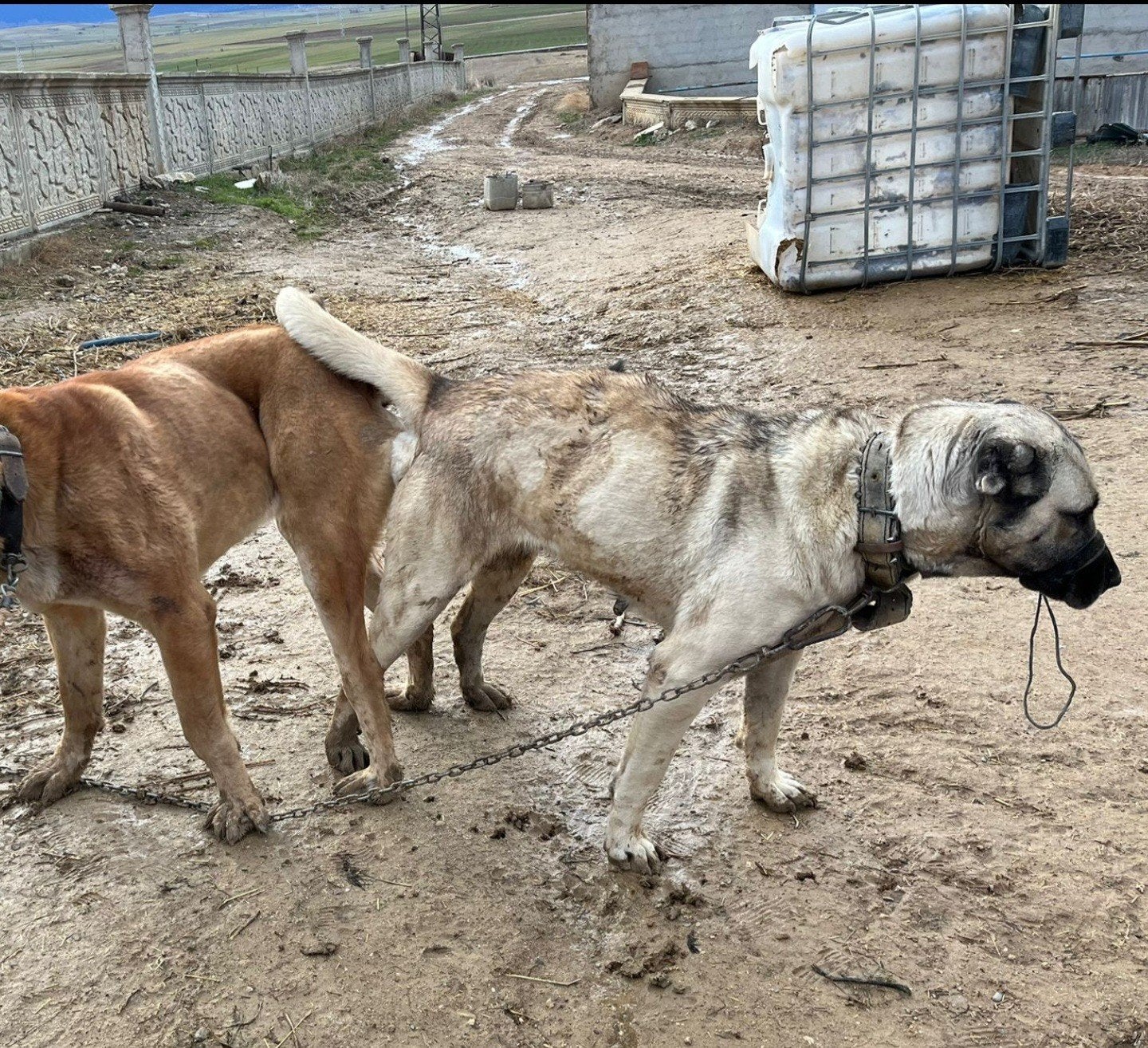 Güdük x Kangal mix pups voor reservering beschikbaar, 8 tot 15 weken, Parvo, Meerdere, Meerdere dieren