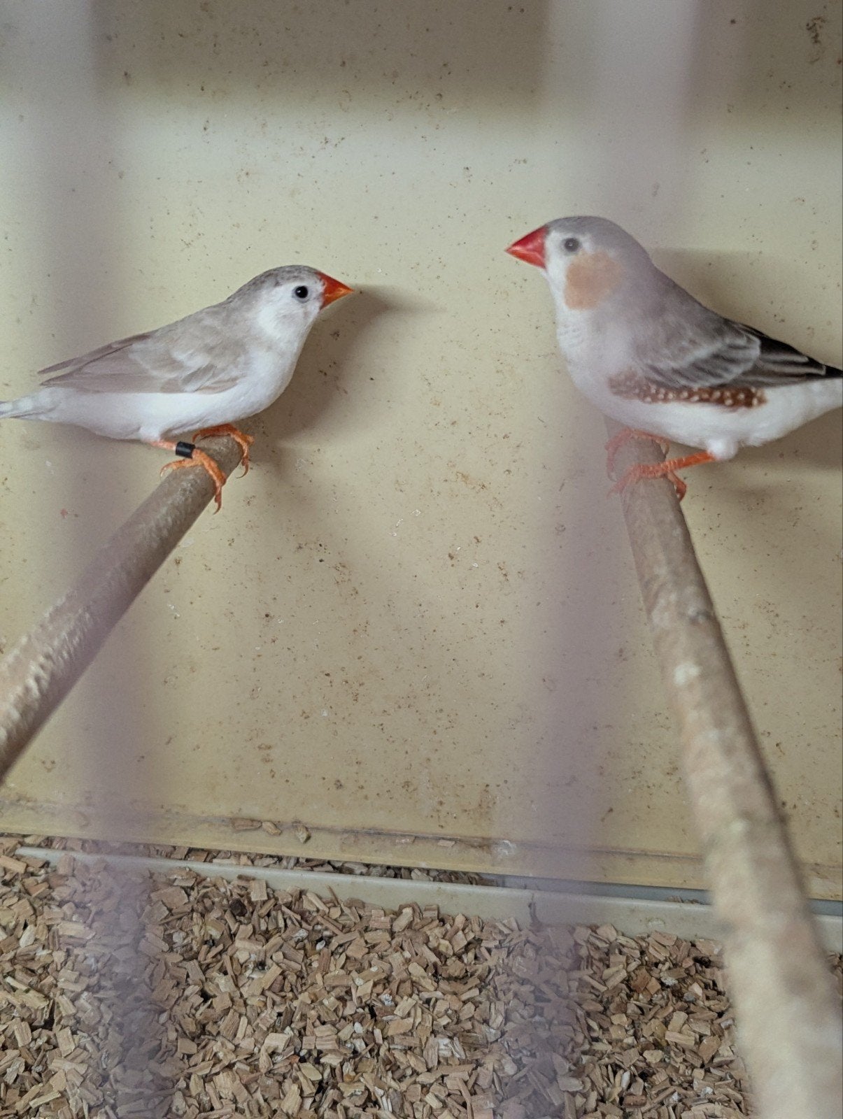 ZEBRAVINKEN koppels, Meerdere dieren, Tropenvogel