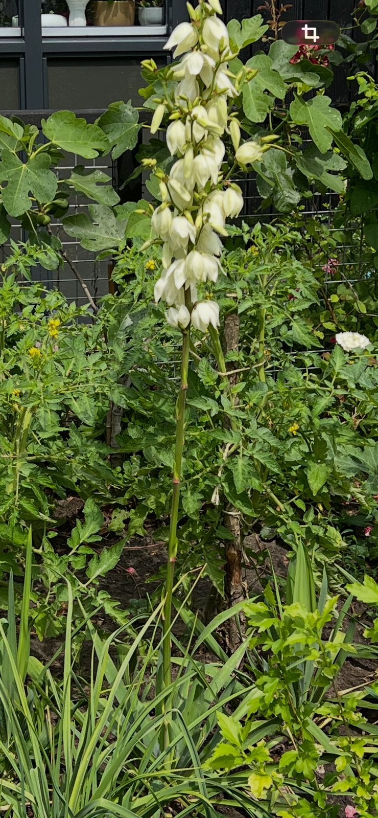 Yucca plant €10, Ophalen, Overige soorten, Volle zon
