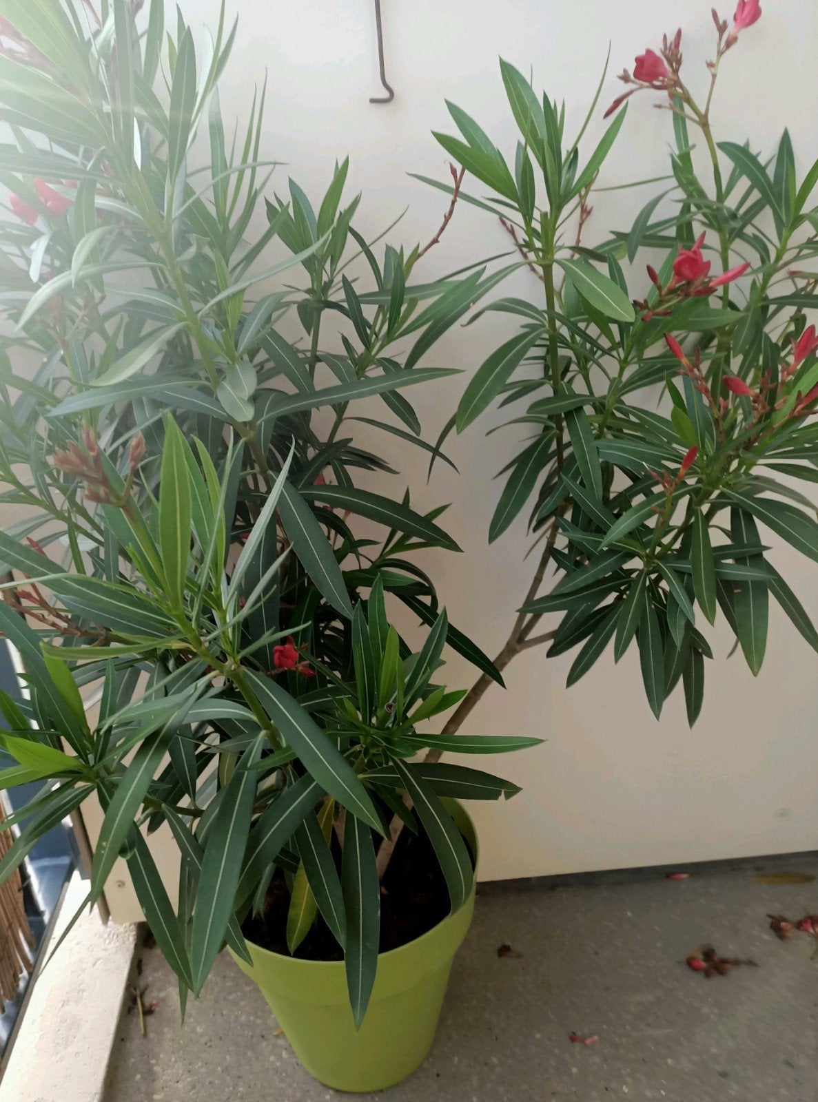 Plant Oleander, Tuin en Terras, Planten | Tuinplanten, Ophalen, Overige soorten, Volle zon