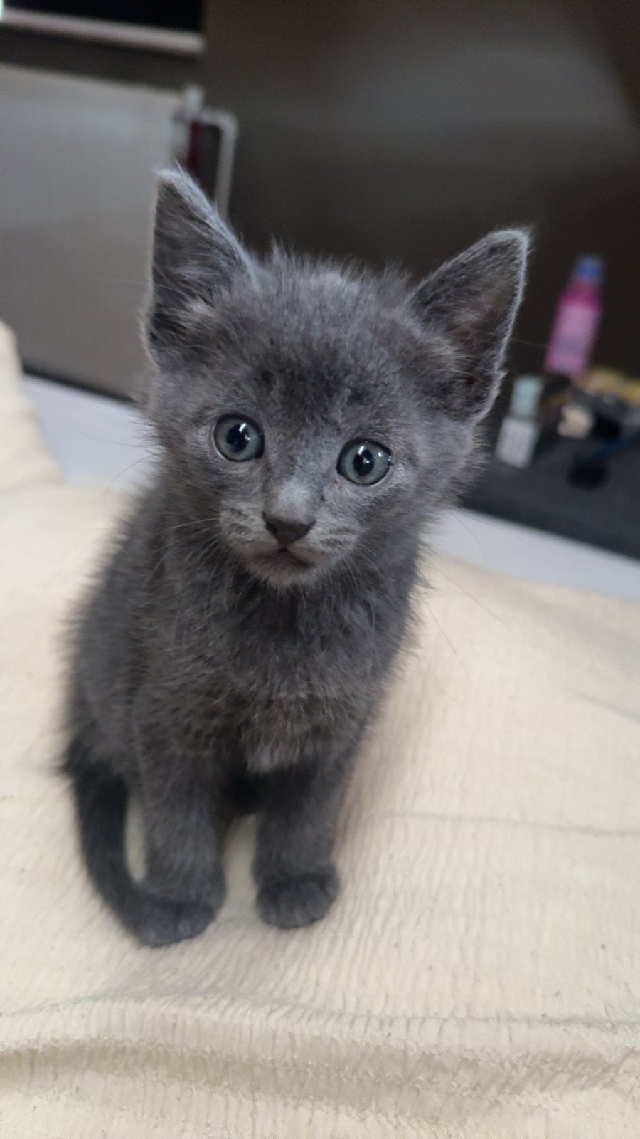 Grijze kitten