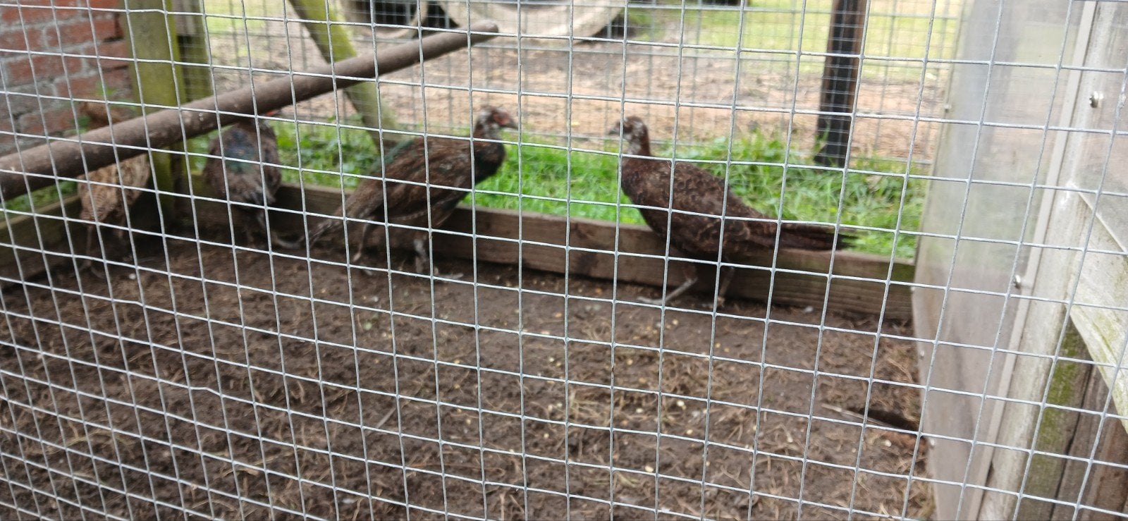 groene bosfazanten, Dieren en Toebehoren, Pluimvee, Meerdere dieren, Eend