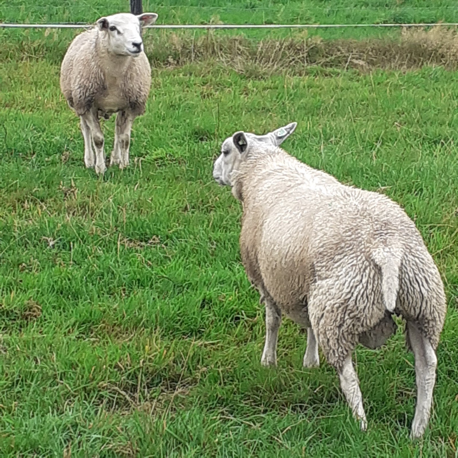 dekrammen  schapen, Mannelijk, Schaap