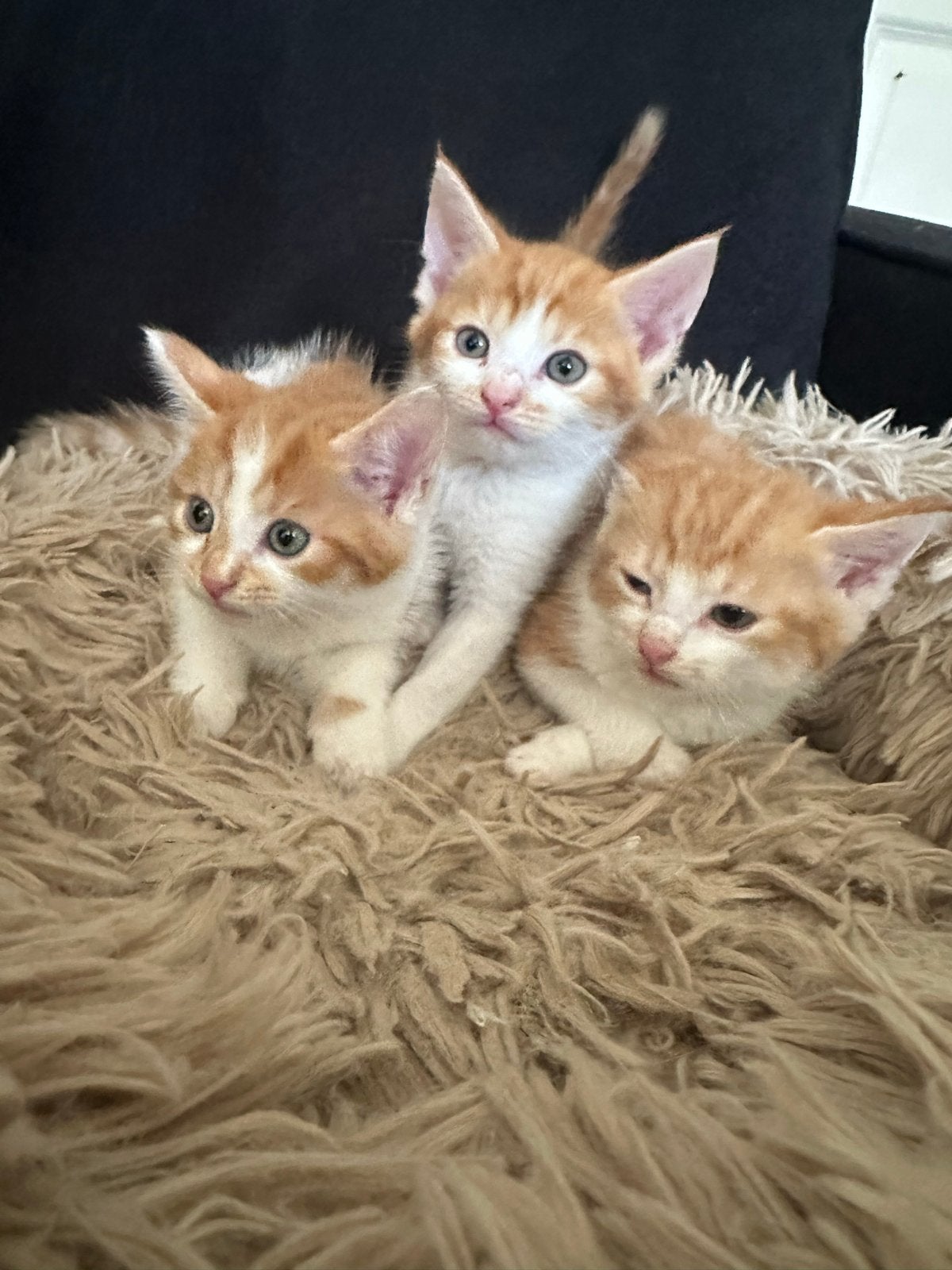 3 Bijzondere poesjes., Dieren en Toebehoren, Katten en Kittens | Overige Katten, Poes