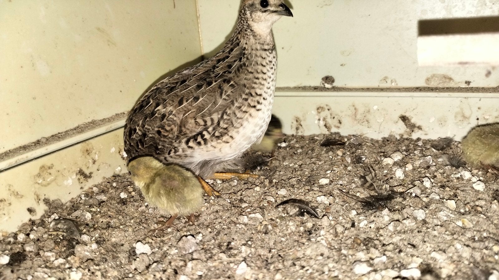 Chinese kwartel hen met 3 natuurbroed jongen, Dieren en Toebehoren, Pluimvee, Vrouwelijk, Overige soorten
