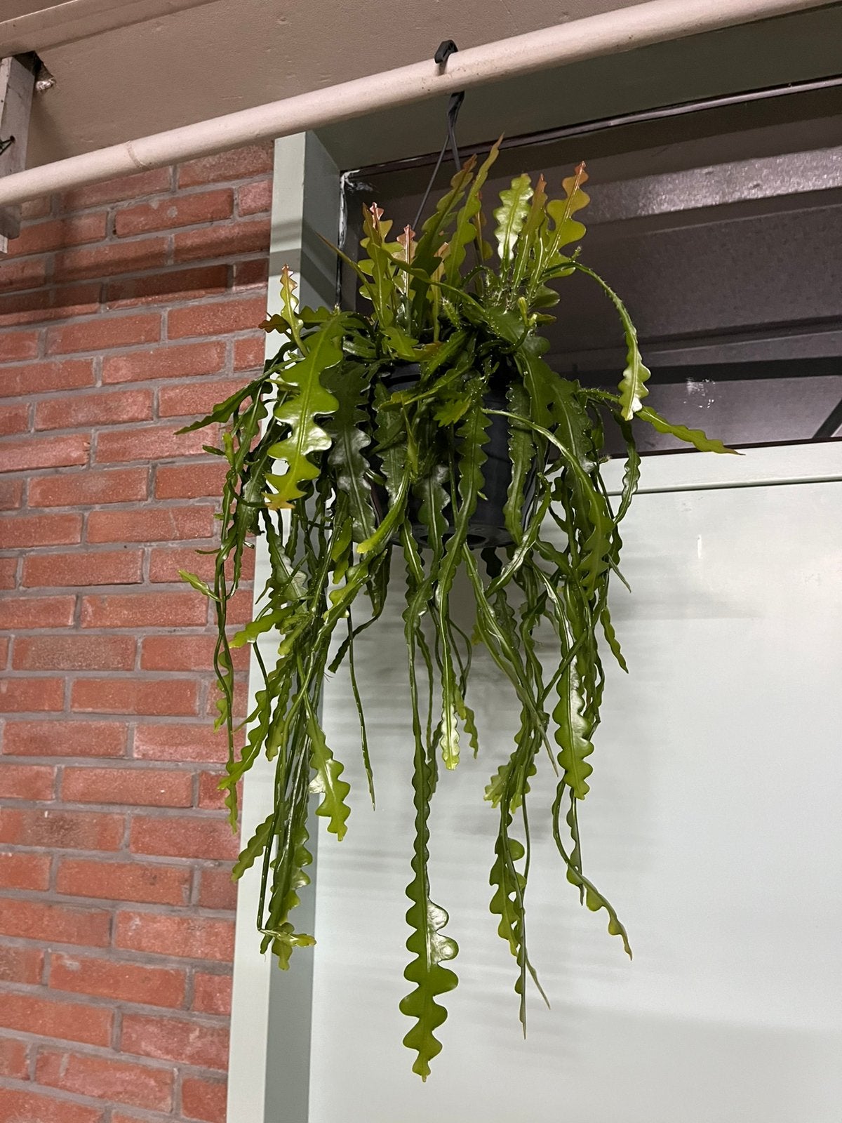 Epiphyllum anguliger, Ophalen of Verzenden, Halfschaduw, Minder dan 100 cm