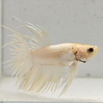 Betta splendens man 11, Dieren en Toebehoren, Vissen | Aquariumvissen, Vis