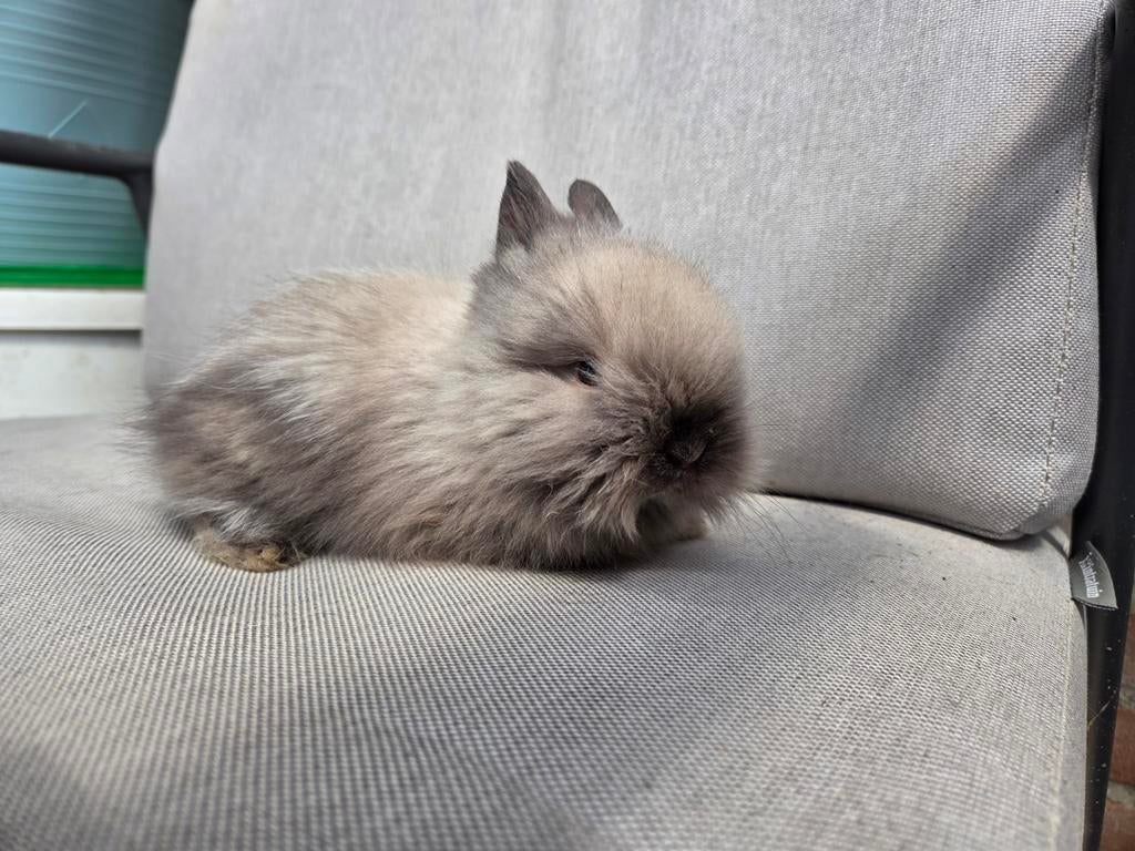 Prachtig teddy dwerg voedstertje, Vrouwelijk, Dwerg, 0 tot 2 jaar