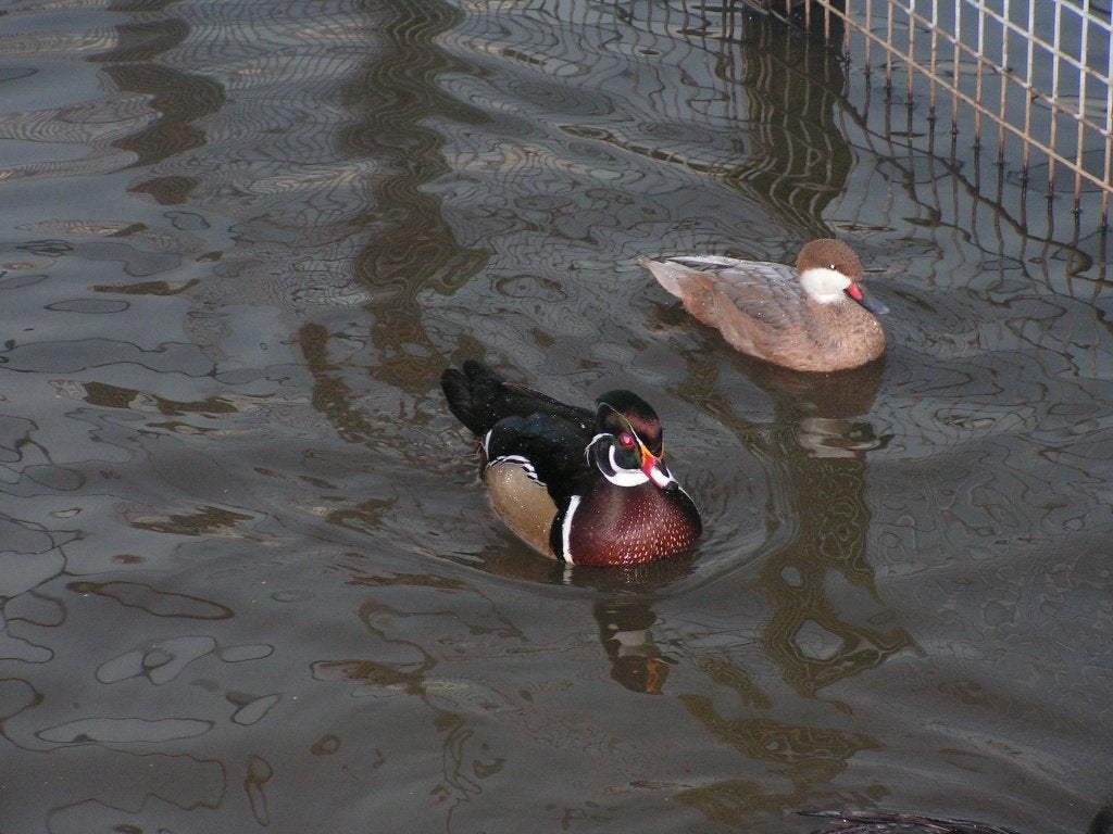 Carolina-eend | Jong en volwassen | Siereenden, Dieren en Toebehoren, Pluimvee, Meerdere dieren, Eend