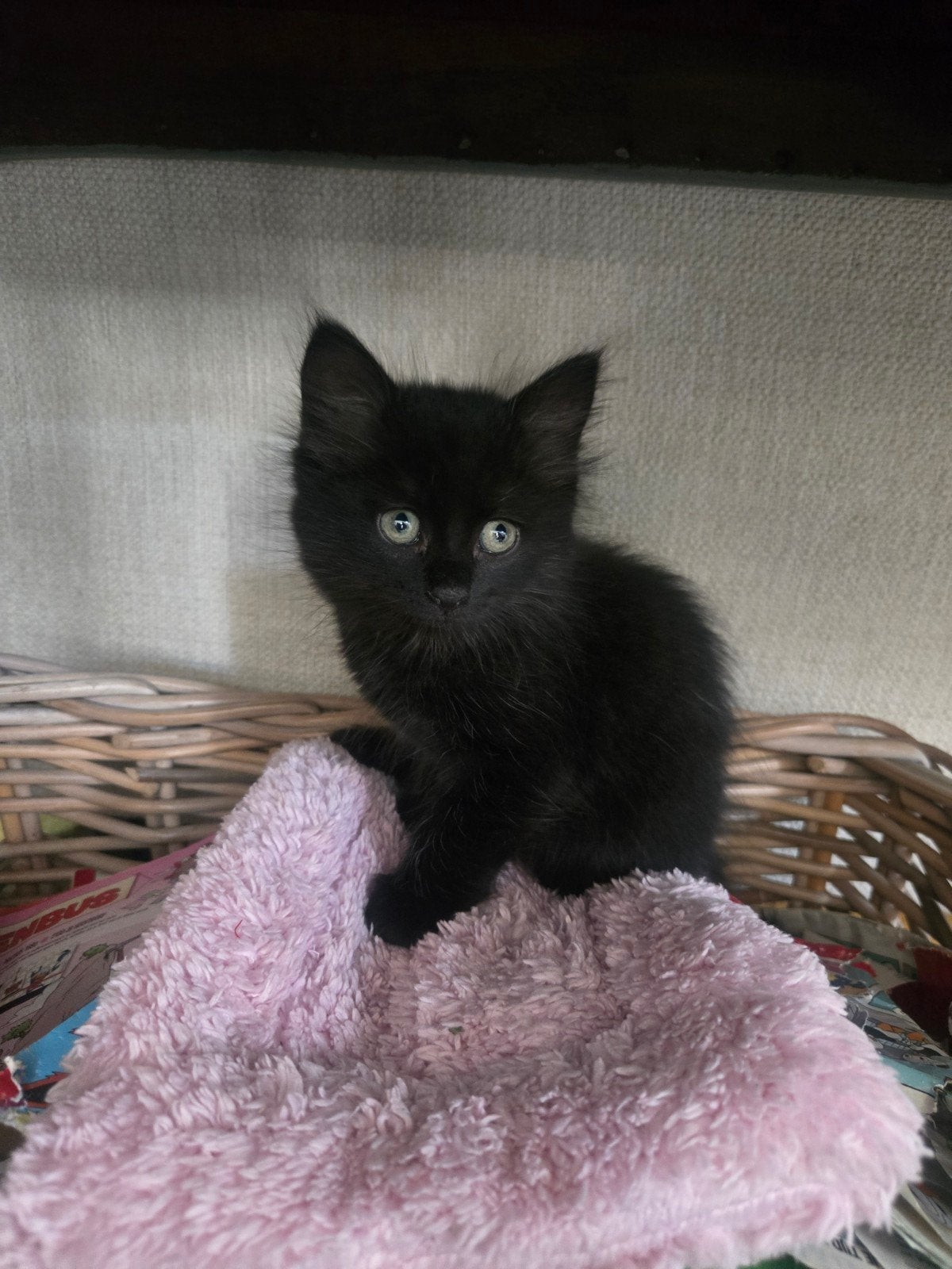 1 zwarte ragdoll kitten - op te halen vanaf medio a, Dieren en Toebehoren, Katten en Kittens | Overige Katten