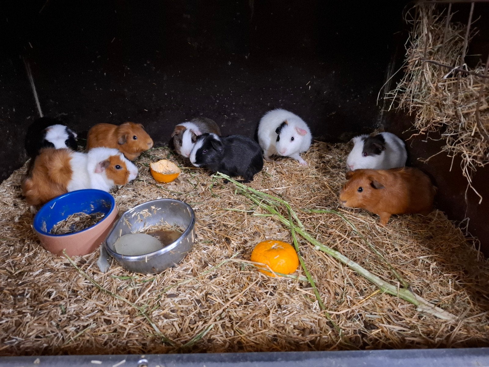 mooie cavia's in verschillende kleuren, Cavia, Juni, Meerdere dieren, Tam