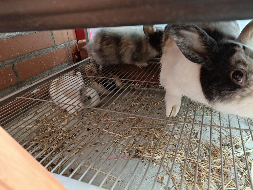 konijn, Dieren en Toebehoren, Meerdere dieren, Klein, 0 tot 2 jaar