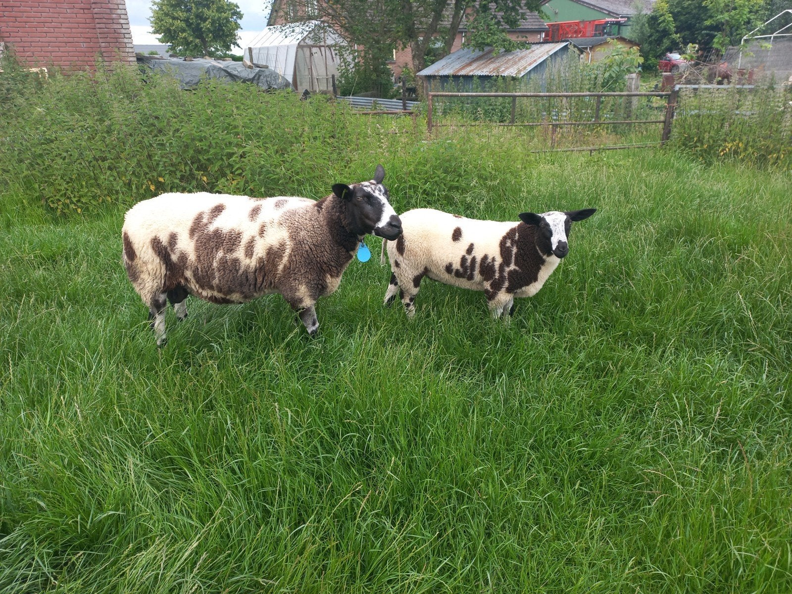 3 mooie Bonte Ram Lammeren, Mannelijk, Schaap
