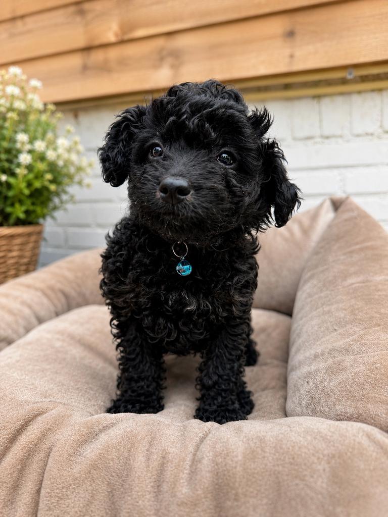 Maltipoo reutje  vader/moeder getest, 8 tot 15 weken, Parvo, Eén hond, Nederland
