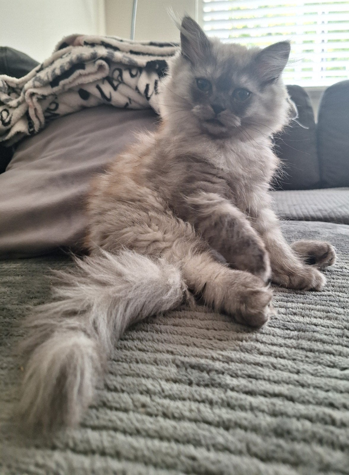 Dit prachtige meisje zoekt een goed en blijvend huis., Dieren en Toebehoren, Katten en Kittens | Raskatten | Langhaar, Poes, Gechipt