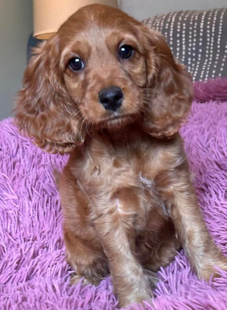 Donker abricoos kruising   Poedel x cockapoo teefje 8 weken, Dieren en Toebehoren, Honden | Chihuahua's en Gezelschapshonden, Overige rassen
