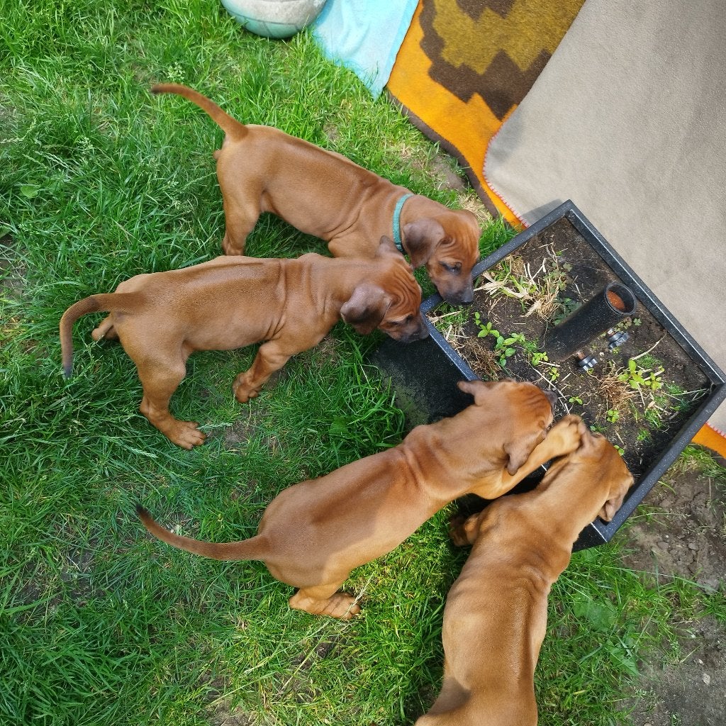 Rhodesian Ridgeback pups met FCI STAMBOOM! !!Nog 1 REUTJE!!, Parvo, Overige rassen, 8 tot 15 weken, Meerdere