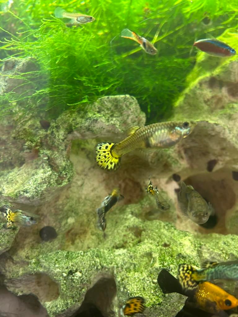 Vrouwelijke guppies, Vis