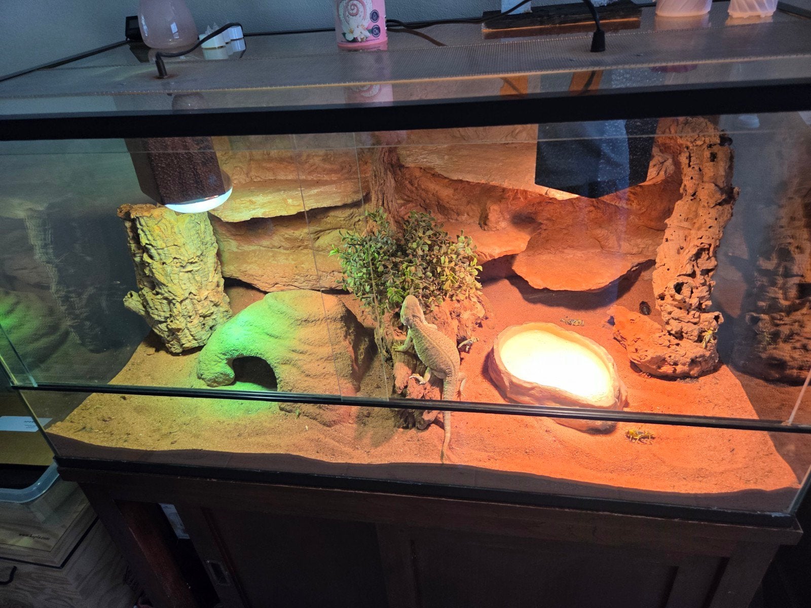 Mooi groot terrarium met dwergbaardagaam, Dieren en Toebehoren, Reptielen en Amfibieën, Hagedis, 3 tot 6 jaar