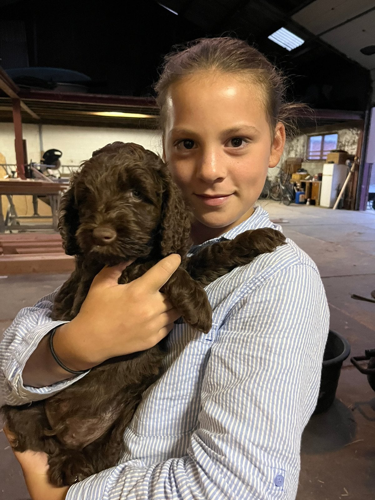 Labradoodle multigen puppy’s puppy, Overige rassen, 8 tot 15 weken, Meerdere dieren, Eén hond