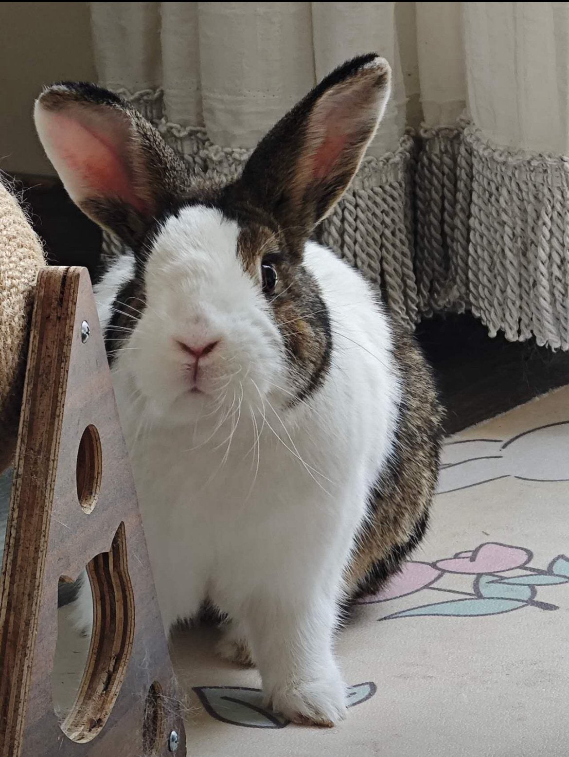 Super lief konijn te koop, Dieren en Toebehoren, Mannelijk, Middelgroot, 0 tot 2 jaar