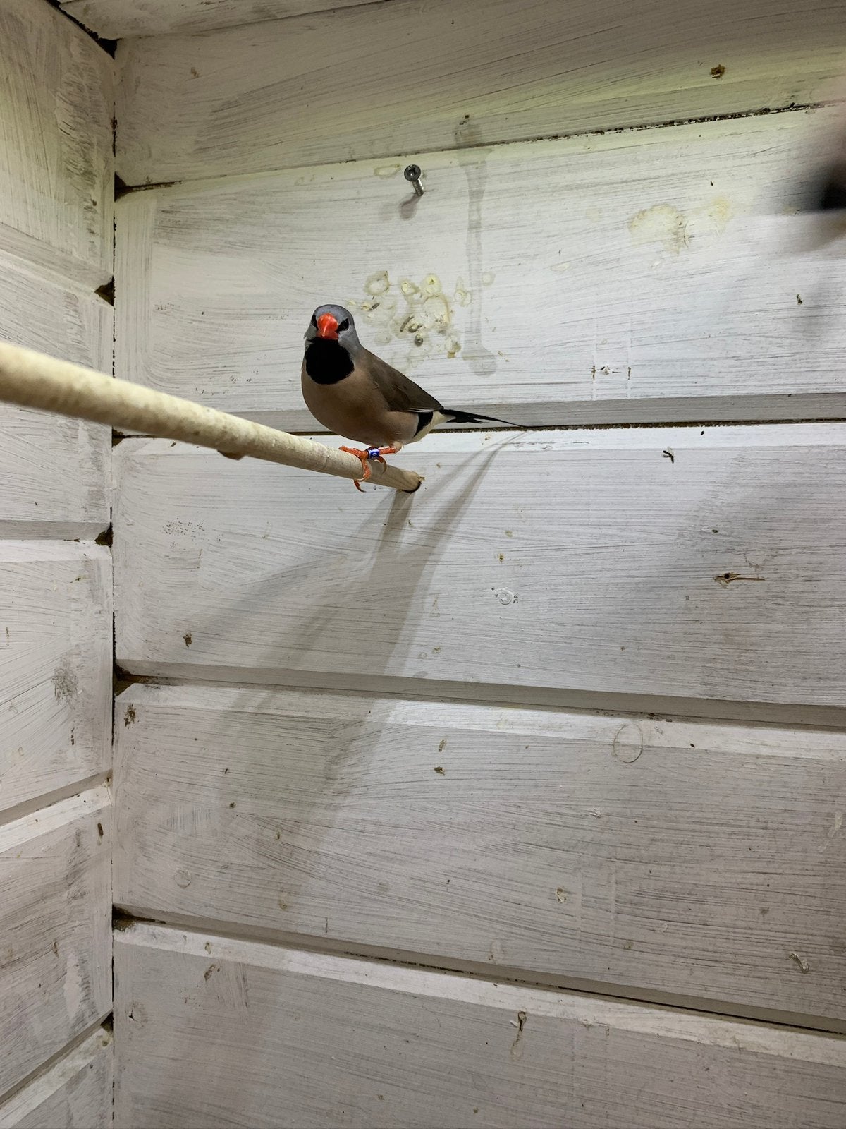 2 Spitsstaart amadines, Dieren en Toebehoren, Tropenvogel