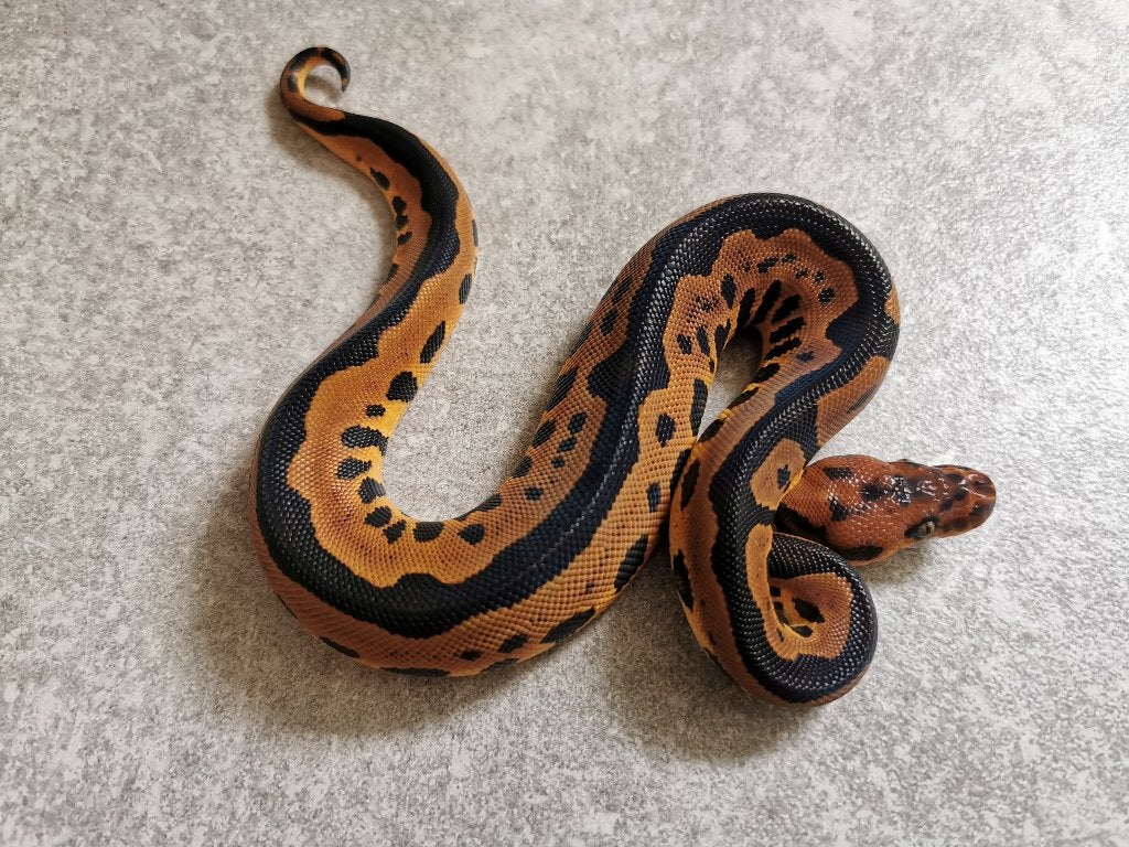 0.1 Leopard Clown Koningspython Ball Python photo 2