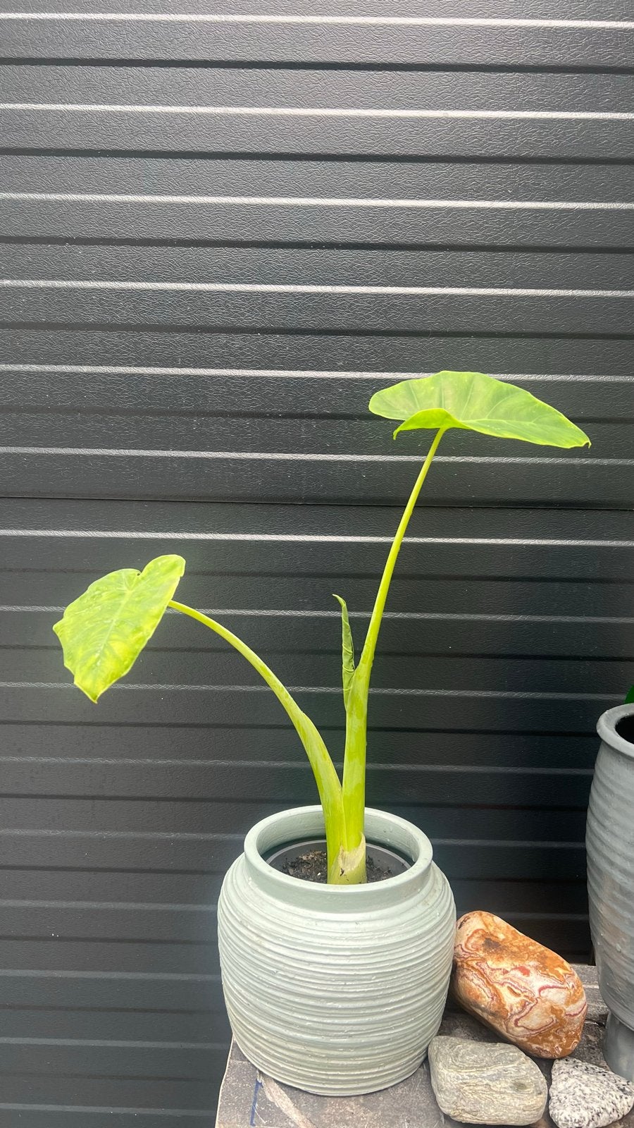 Colocasia esculenta (Taro) - Eetbare en decoratieve plant, Ophalen, Overige soorten, Halfschaduw, In pot