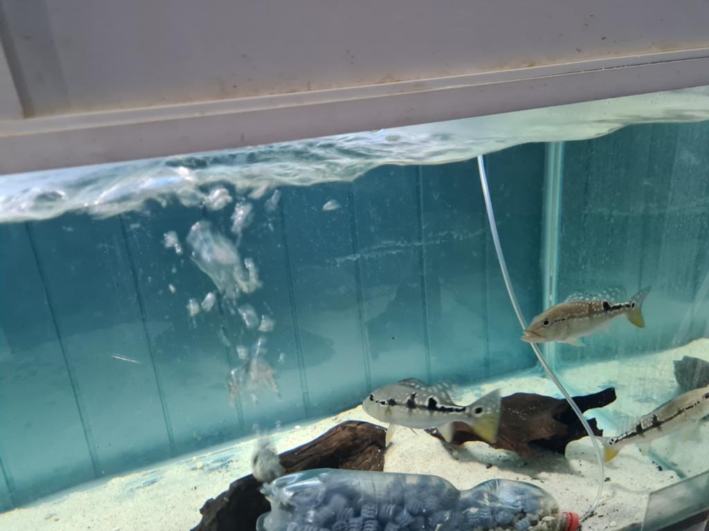 Cichla Temensis, pauwoogbaars, Vis, Zoetwatervis