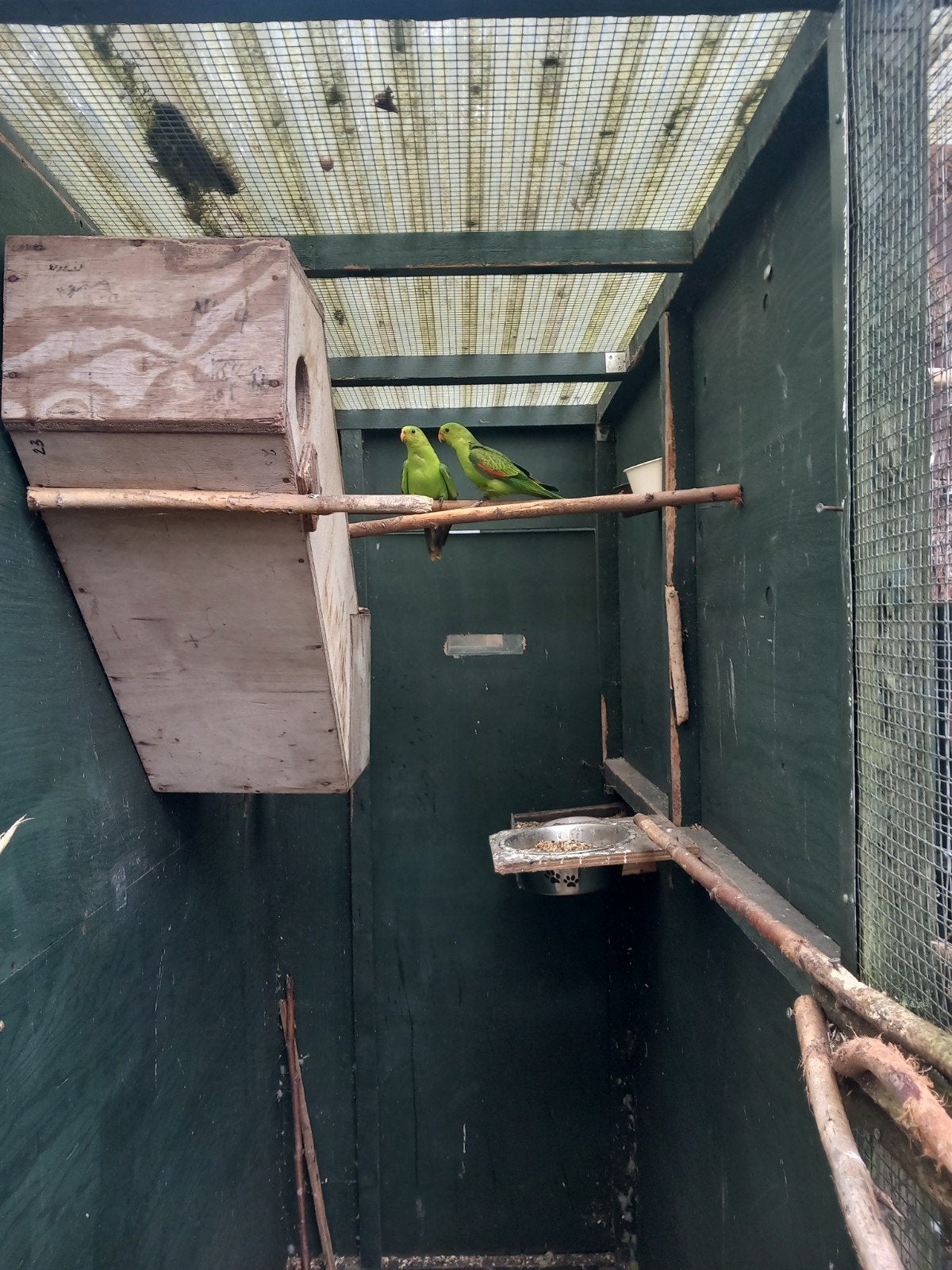 Tek: Diverse vogels,worden meegenomen naar Hardenberg, Dieren en Toebehoren, Vogels | Kanaries, Meerdere dieren, Kleurkanarie
